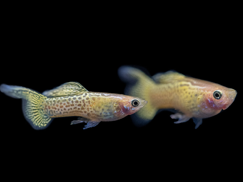 Yellow Top Swordtail Guppy (Poecilia reticulata), Tank-Bred!