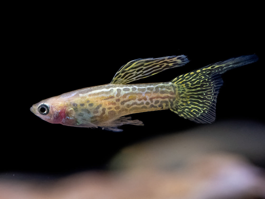 Yellow Top Swordtail Guppy (Poecilia reticulata), Tank-Bred!