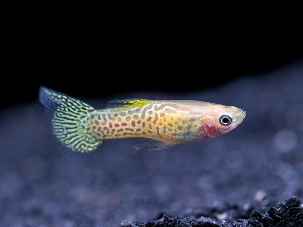 Yellow Top Swordtail Guppy (Poecilia reticulata), Tank-Bred!