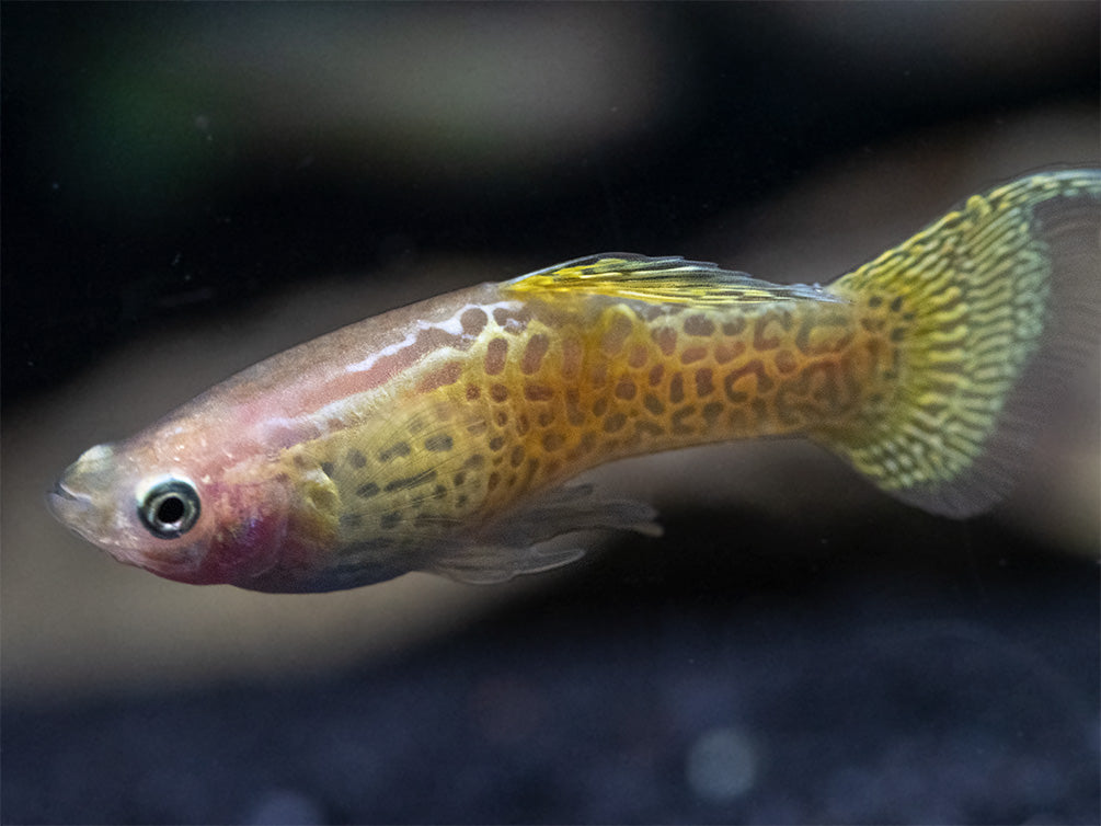 Yellow Top Swordtail Guppy (Poecilia reticulata), Tank-Bred!