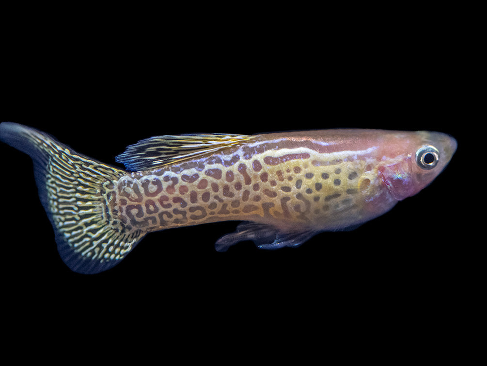 Yellow Top Swordtail Guppy (Poecilia reticulata), Tank-Bred!