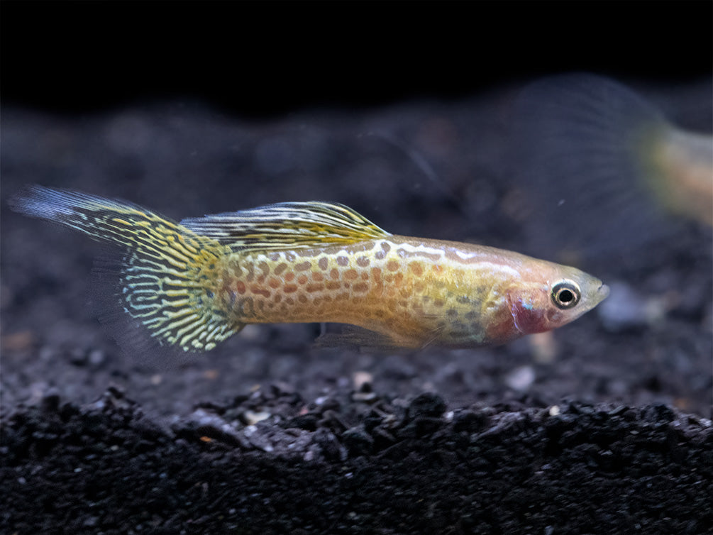 Yellow Top Swordtail Guppy (Poecilia reticulata), Tank-Bred!