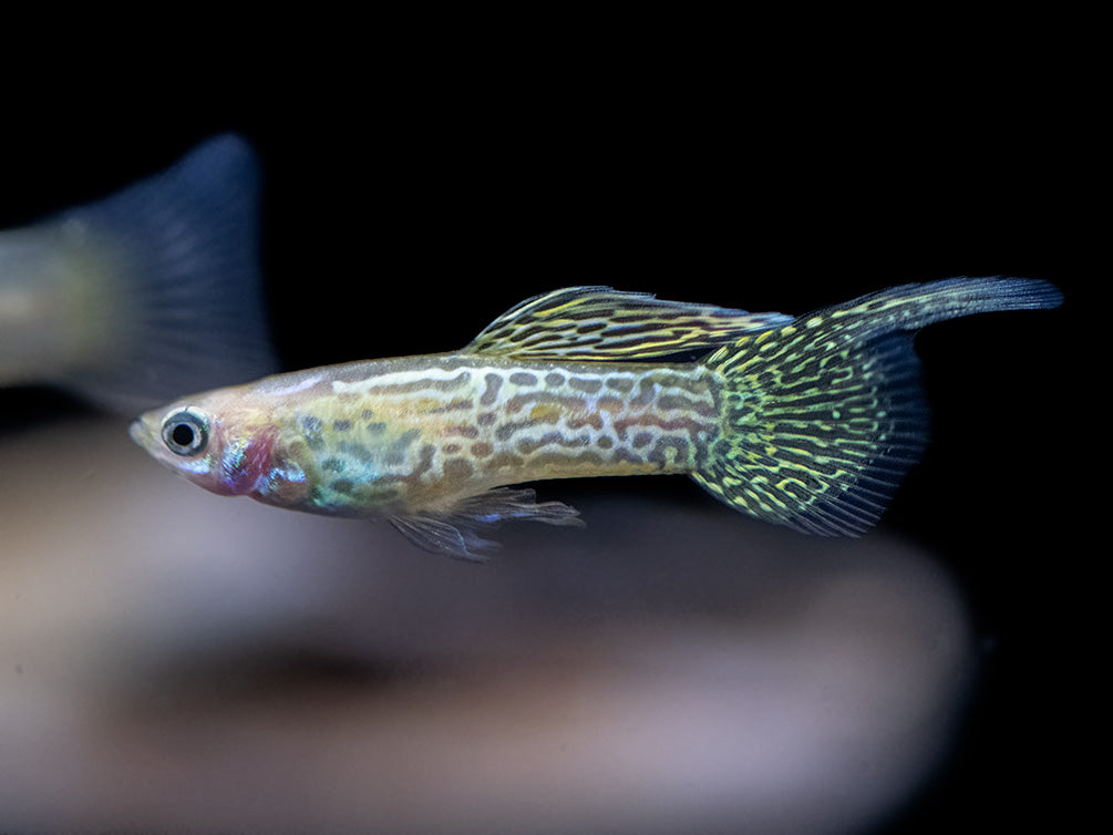 Yellow Top Swordtail Guppy (Poecilia reticulata), Tank-Bred!