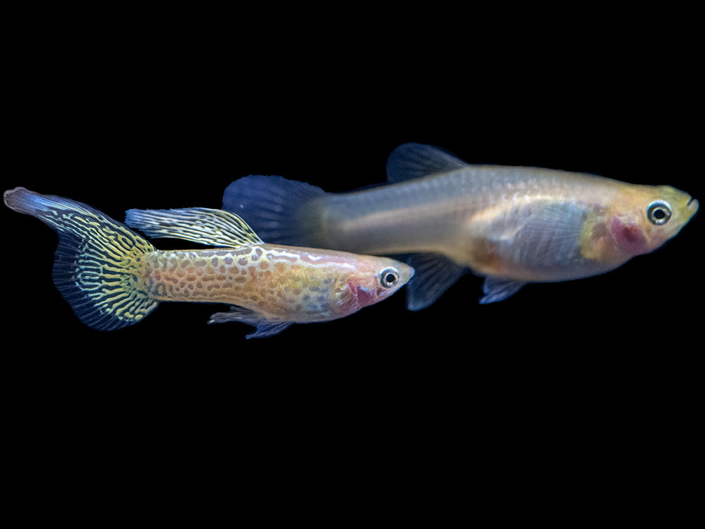 Yellow Top Swordtail Guppy (Poecilia reticulata), Tank-Bred!