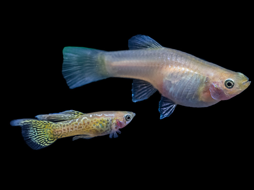 Yellow Top Swordtail Guppy (Poecilia reticulata), Tank-Bred!