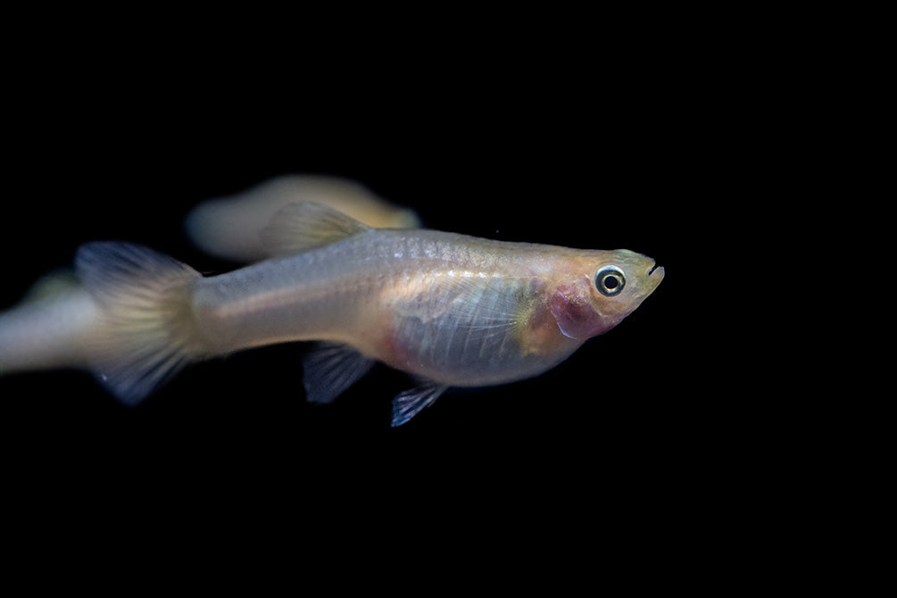 Yellow Top Swordtail Guppy (Poecilia reticulata), Tank-Bred!