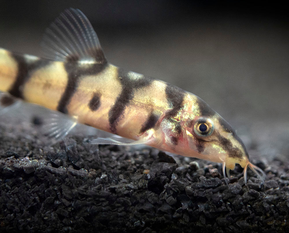 Yo-Yo Loach for sale