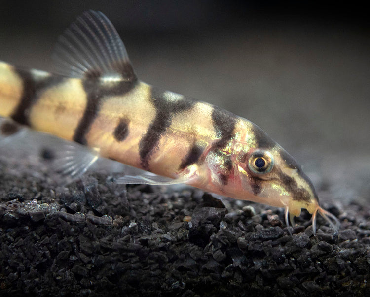 Yo-Yo Loach for sale