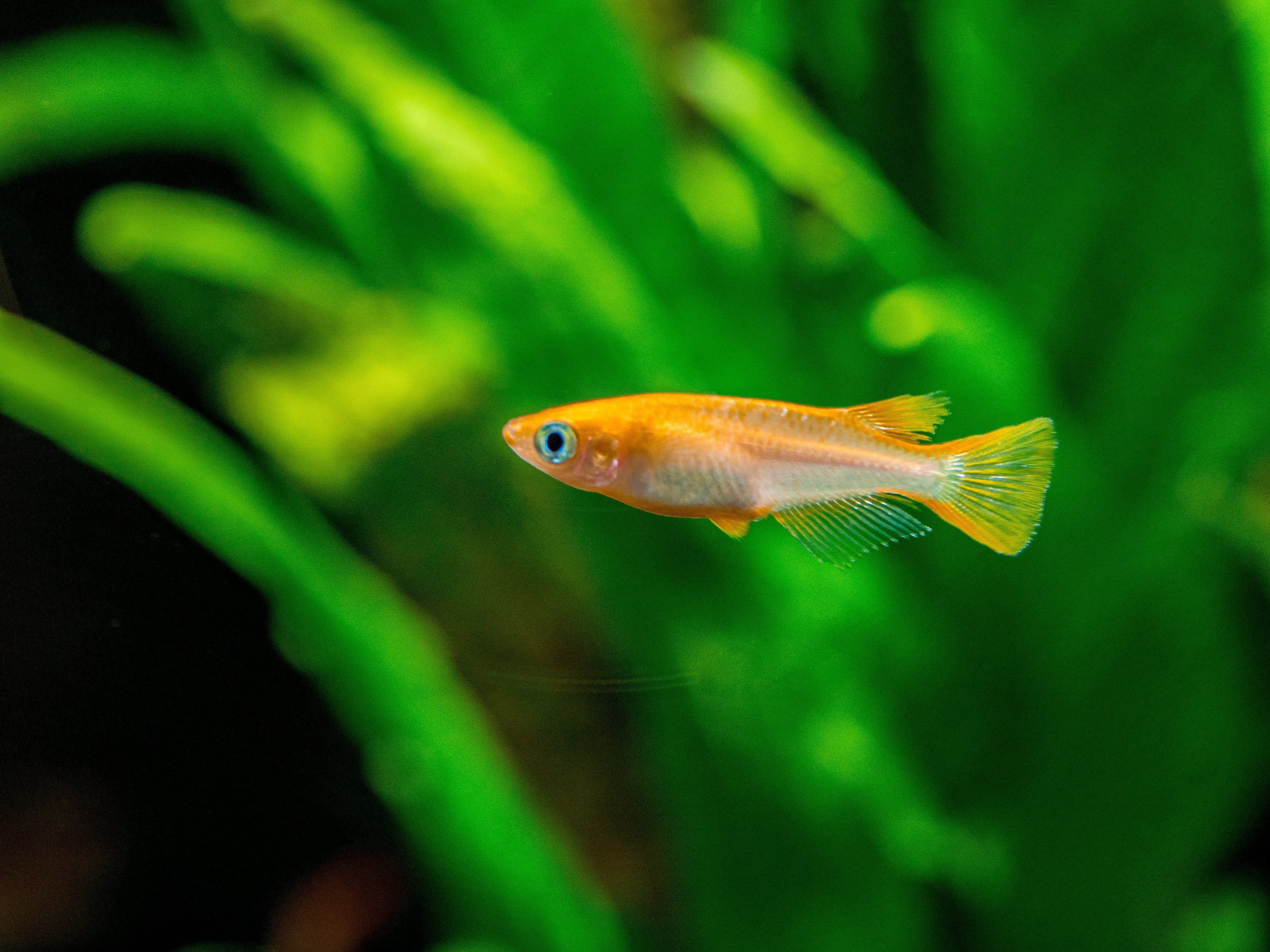 Youkihi Medaka Orange Ricefish aka Japanese Ricefish Killifish for sale