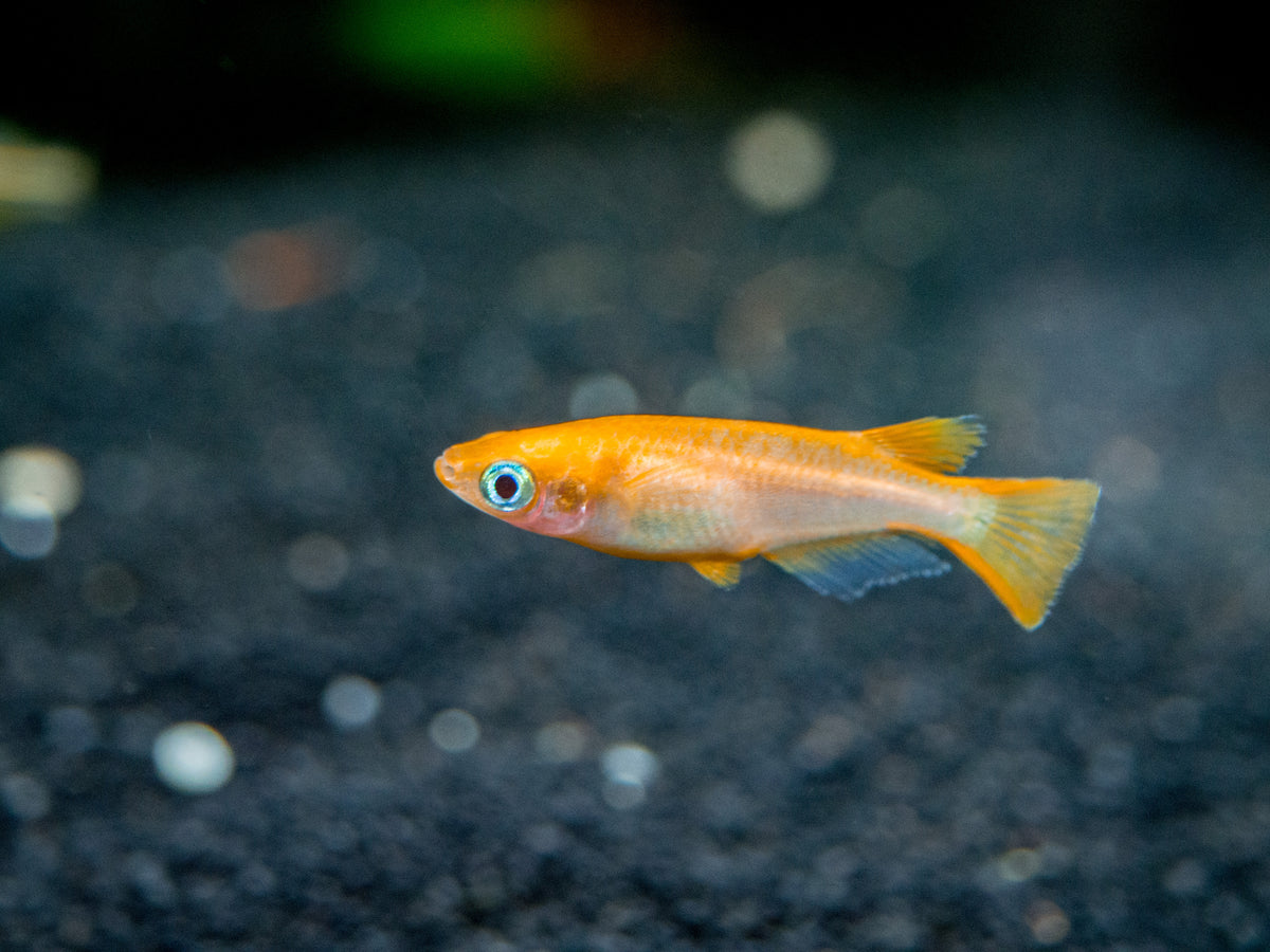 Killifish & Ricefish – Aquatic Arts