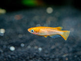 Youkihi Medaka Orange Ricefish aka Japanese Ricefish/Killifish (Oryzias latipes var. 