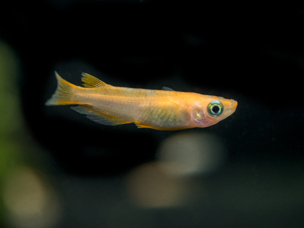 Youkihi Medaka Orange Ricefish aka Japanese Ricefish/Killifish (Oryzias latipes var. "Youkihi"), Tank-Bred