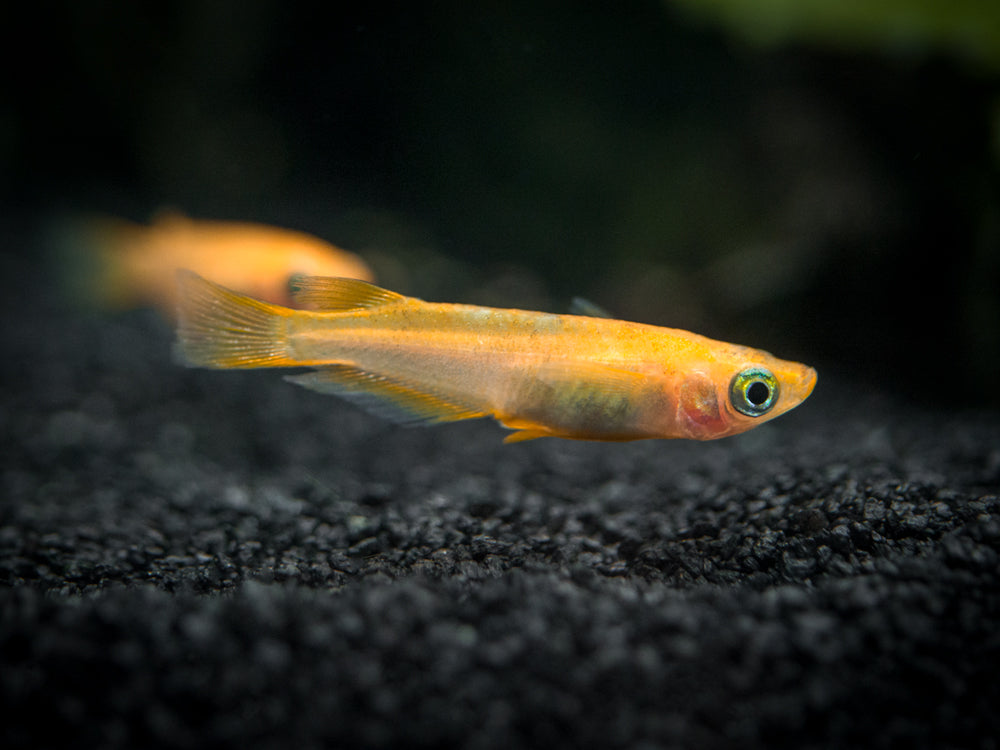 Youkihi Medaka Orange Ricefish aka Japanese Ricefish Killifish for sale