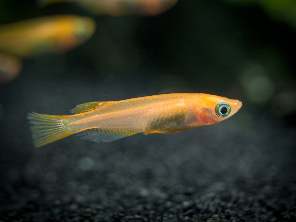 Youkihi Medaka Orange Ricefish aka Japanese Ricefish/Killifish (Oryzias latipes var. "Youkihi"), Tank-Bred