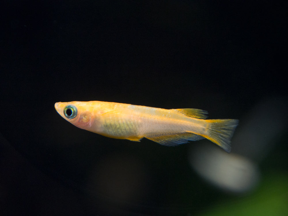 Youkihi Medaka Orange Ricefish aka Japanese Ricefish Killifish for sale