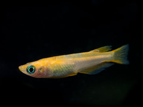 Neon Stripe Lampeye Killifish (Aplocheilichthys macrophthalmus), TANK-BRED!