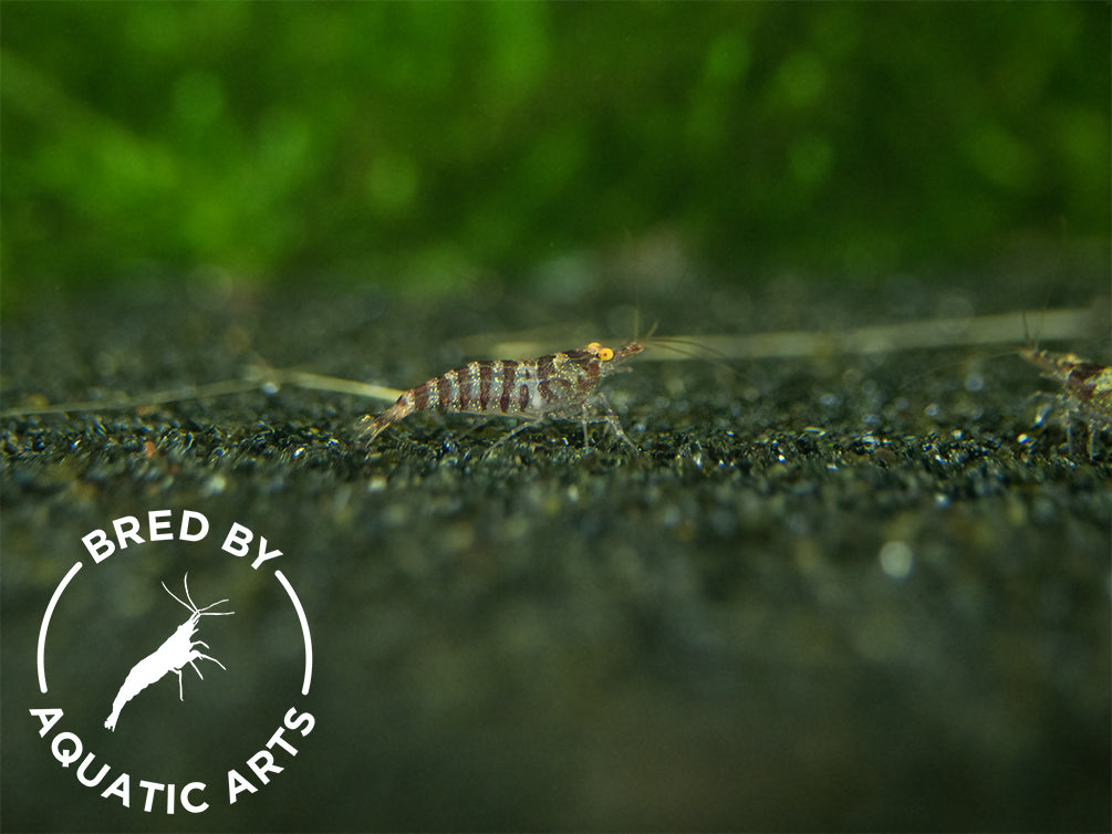 Zebra Babaulti Shrimp (Caridina cf. babaulti), BREDBY: Aquatic Arts