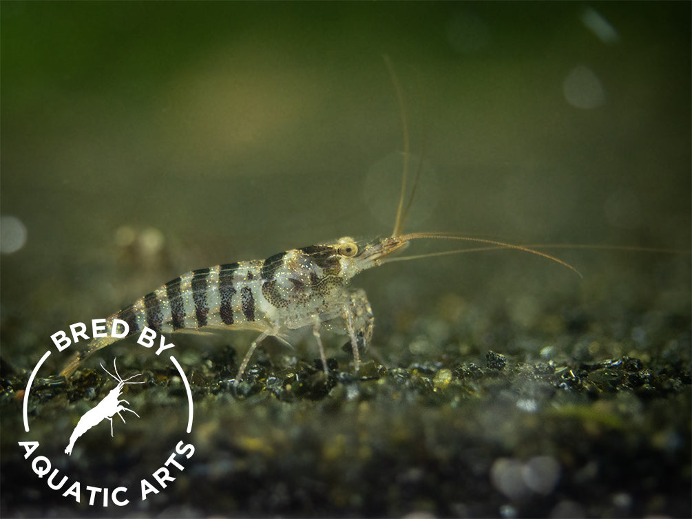 Zebra Babaulti Shrimp (Caridina cf. babaulti), BREDBY: Aquatic Arts