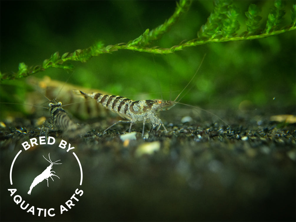 Zebra Babaulti Shrimp (Caridina cf. babaulti), BREDBY: Aquatic Arts