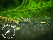 Zebra Babaulti Shrimp (Caridina cf. babaulti), BREDBY: Aquatic Arts