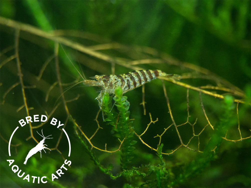 Zebra Babaulti Shrimp (Caridina cf. babaulti), BREDBY: Aquatic Arts