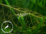 Zebra Babaulti Shrimp (Caridina cf. babaulti), BREDBY: Aquatic Arts
