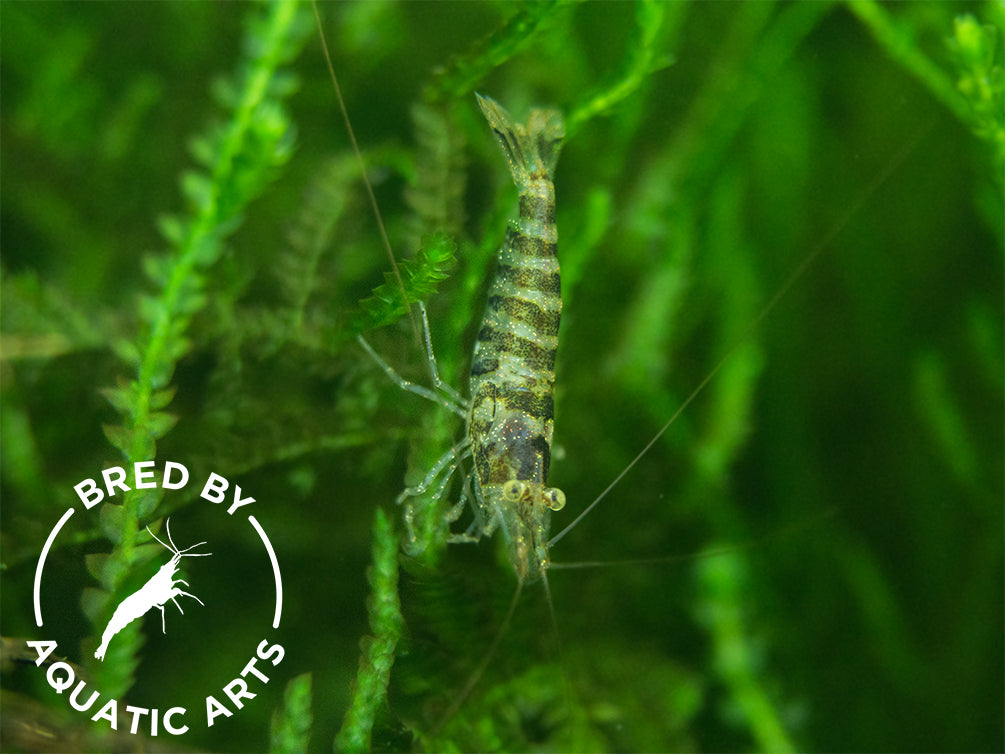 Zebra Babaulti Shrimp (Caridina cf. babaulti), BREDBY: Aquatic Arts