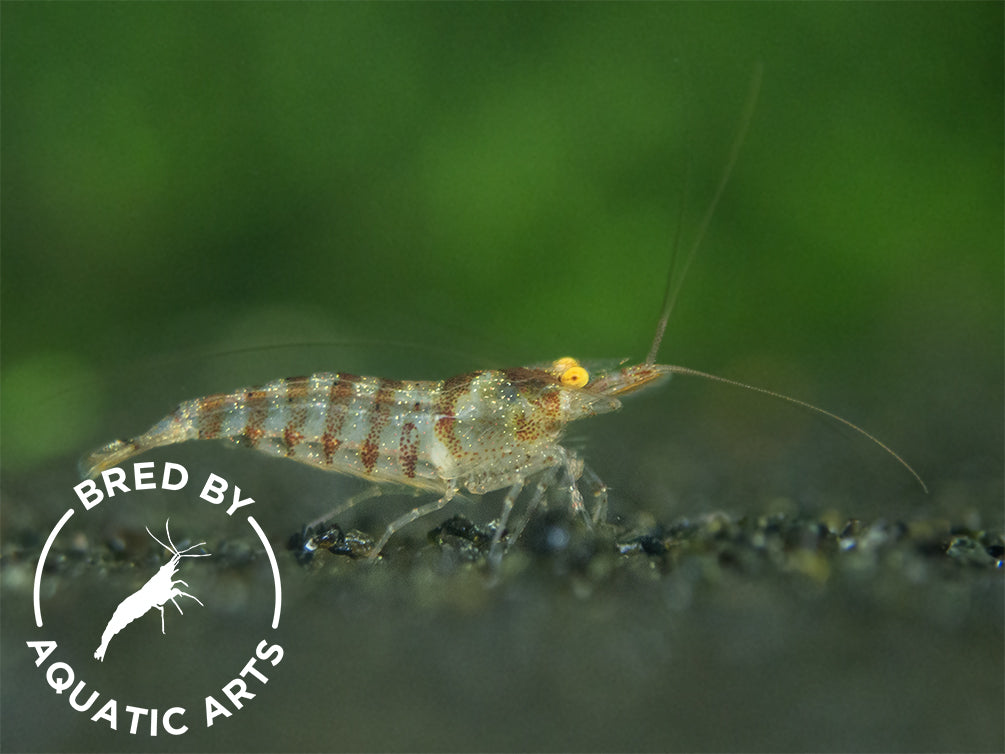 Zebra Babaulti Shrimp (Caridina cf. babaulti), BREDBY: Aquatic Arts