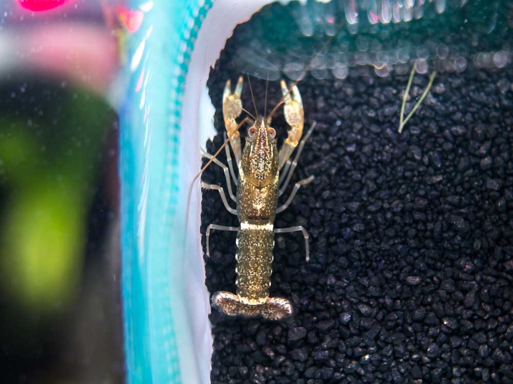 Zebra Crayfish (Cherax peknyi), BREDBY: Aquatic Arts