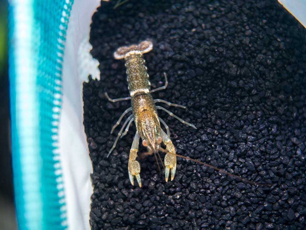 Zebra Crayfish (Cherax peknyi), BREDBY: Aquatic Arts