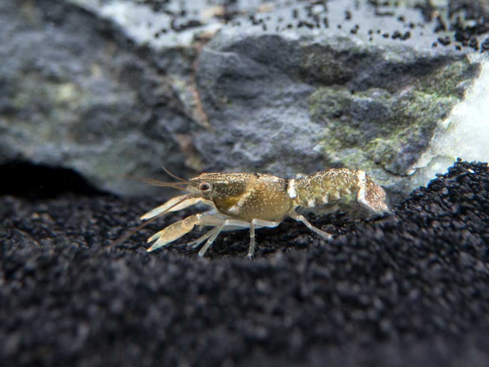 Zebra Crayfish (Cherax peknyi), BREDBY: Aquatic Arts