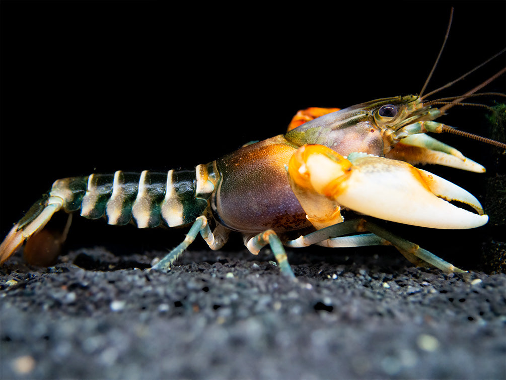 Zebra Crayfish (Cherax peknyi)