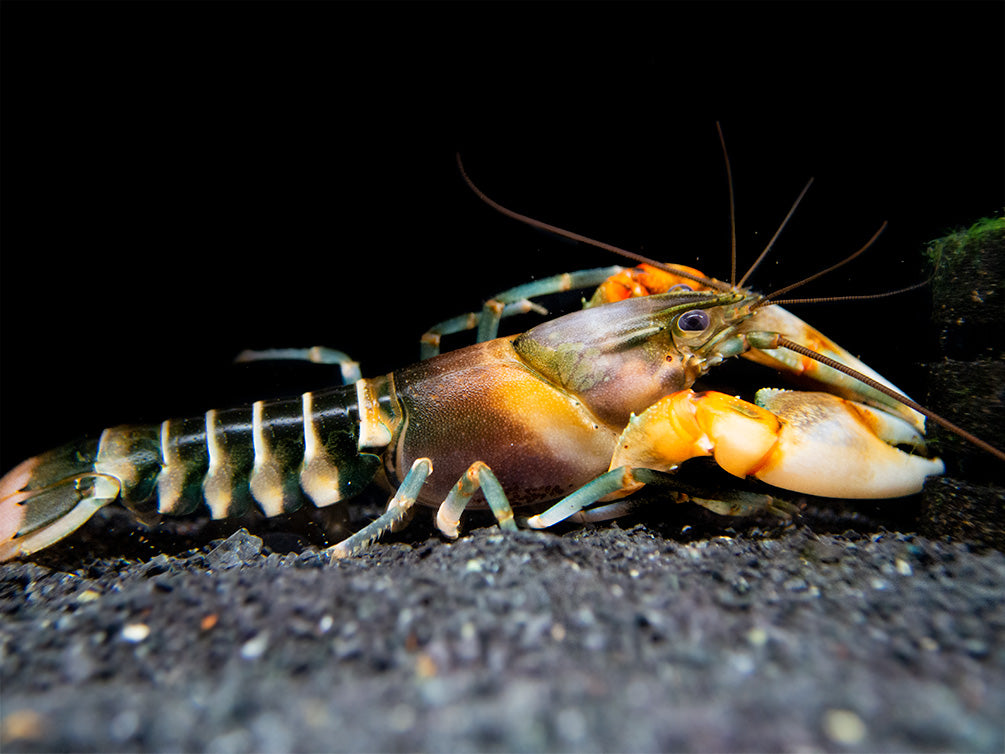 Zebra Crayfish (Cherax peknyi)