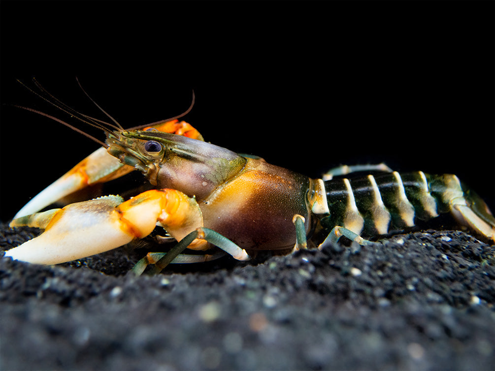 Zebra Crayfish (Cherax peknyi)