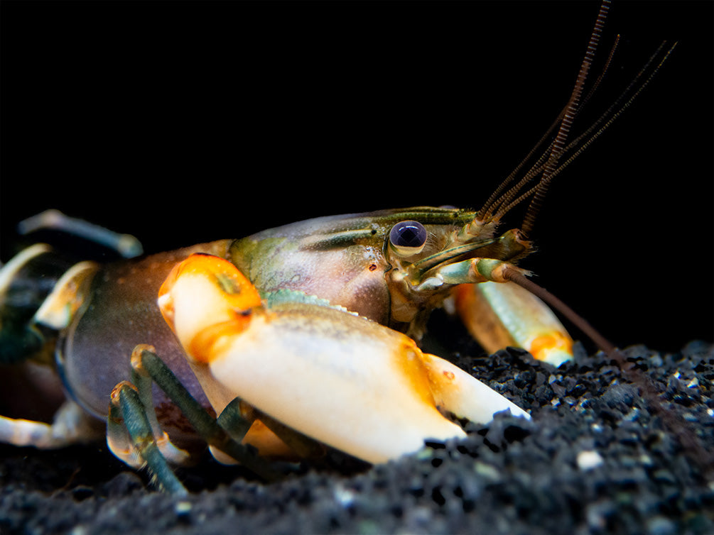 Zebra Crayfish (Cherax peknyi)