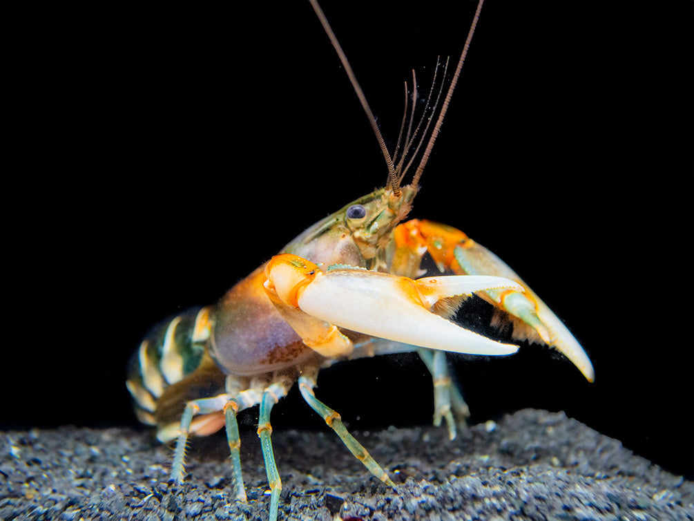 Zebra Crayfish (Cherax peknyi)