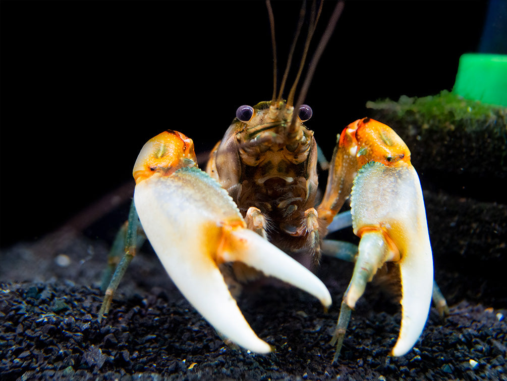 Zebra Crayfish (Cherax peknyi)