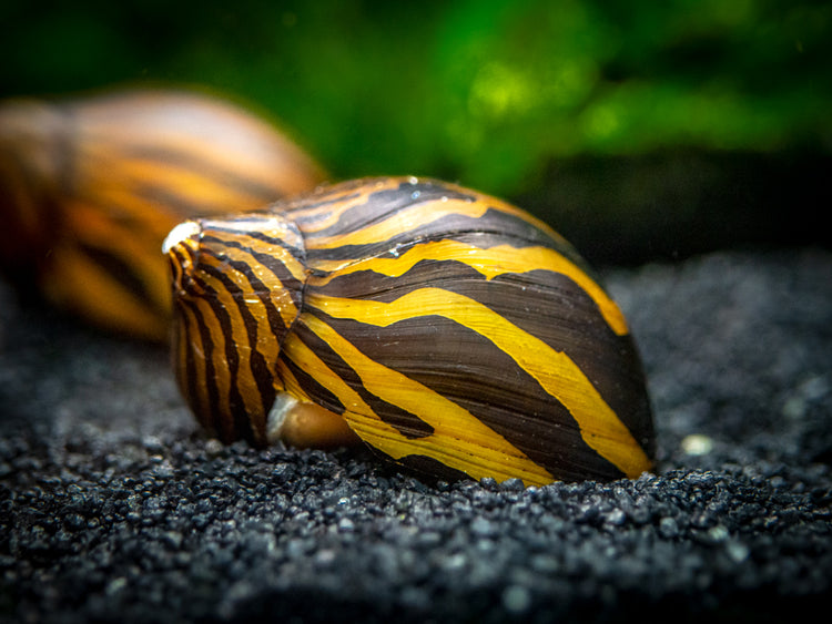 Aquatic Arts Zebra Nerite Snail for sale