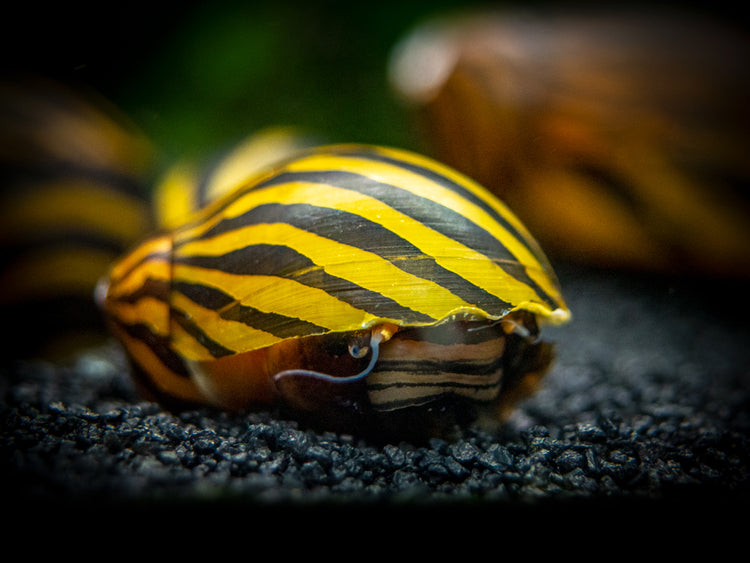 Aquatic Arts Zebra Nerite Snail for sale