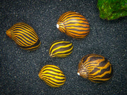 Nerite Snail Combo Pack: Tiger + Zebra + Zebra Thorn Nerites