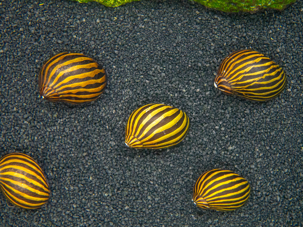 Aquatic Arts Zebra Nerite Snail for sale