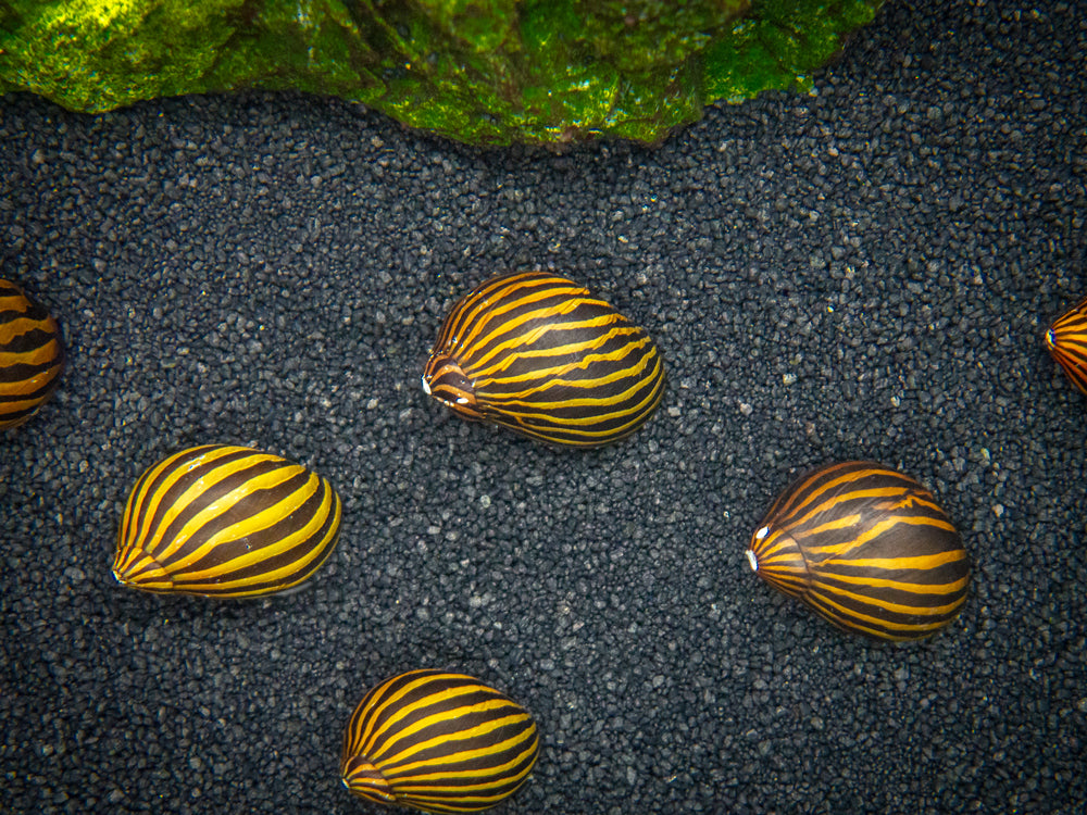 Aquatic Arts Zebra Nerite Snail for sale