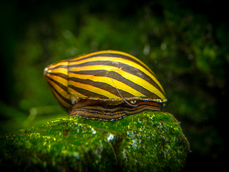 Aquatic Arts Zebra Nerite Snail for sale