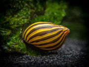 Aquatic Arts Zebra Nerite Snail for sale