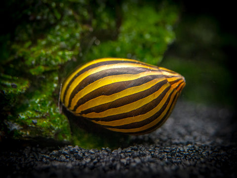 Nerite Snail Combo Pack: Tiger Nerite + Zebra Nerite