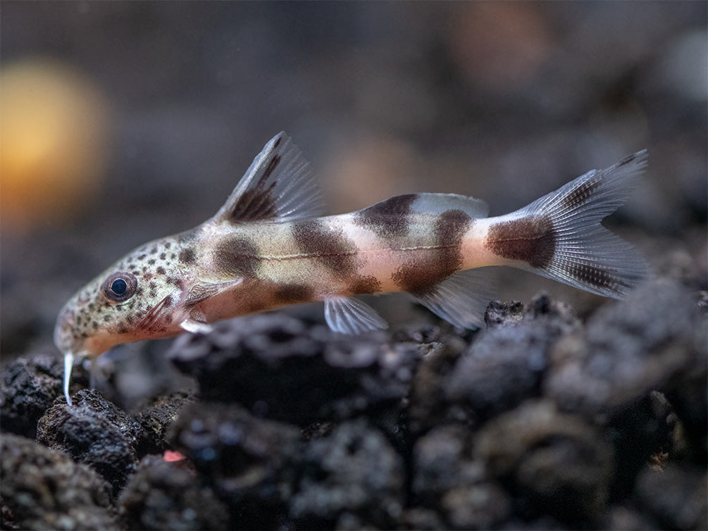 Synodontis Irregularis Catfish (Synodontis hybrid), Tank-Bred!