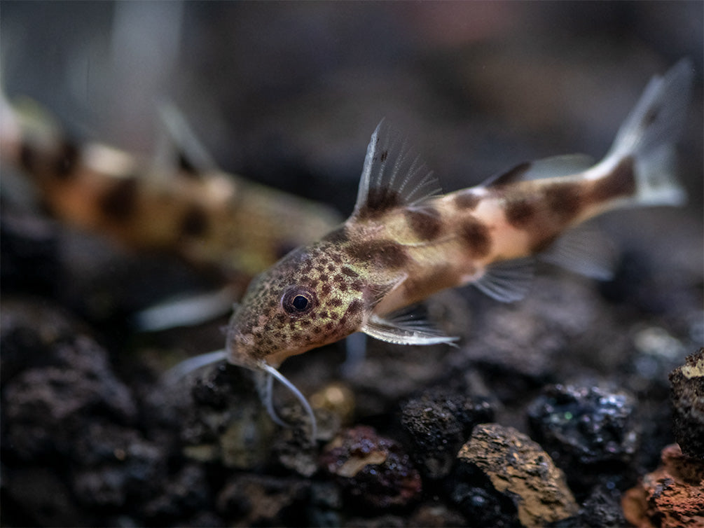 Synodontis Irregularis Catfish (Synodontis hybrid), Tank-Bred!