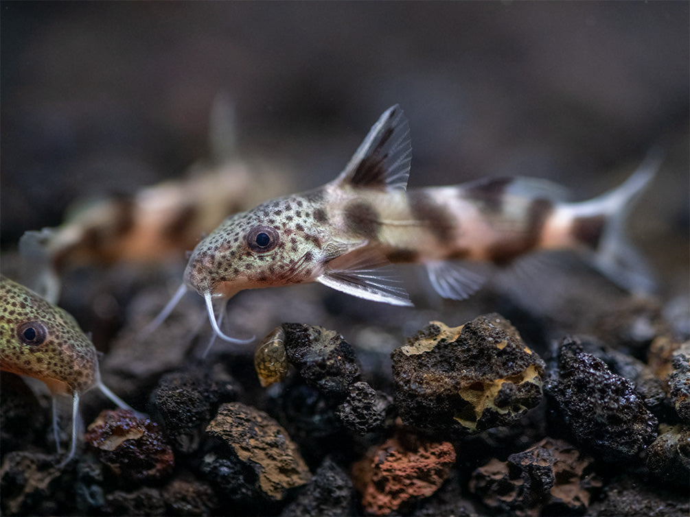 Synodontis Irregularis Catfish (Synodontis hybrid), Tank-Bred!