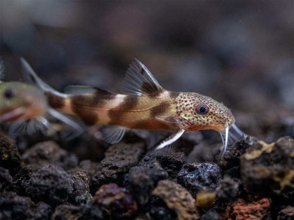 Synodontis Irregularis Catfish (Synodontis hybrid), Tank-Bred!