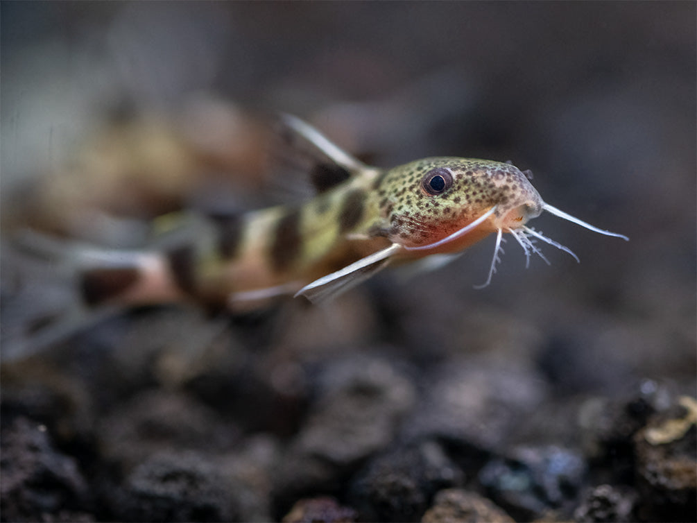 Synodontis Irregularis Catfish (Synodontis hybrid), Tank-Bred!